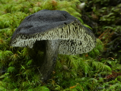 Sarcodon carbonarius