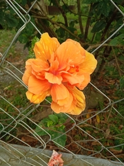 Hibiscus rosa-sinensis
