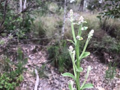 Pterocaulon redolens