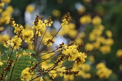 Peltophorum pterocarpum