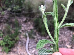 Pterocaulon redolens