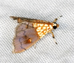 Agrotera