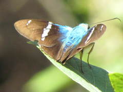 Astraptes fulgerator azul