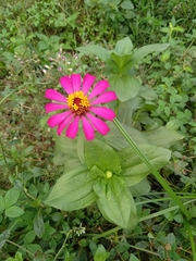 Zinnia elegans
