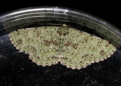 Ophthalmitis herbidaria
