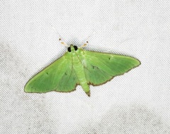 Parotis punctiferalis