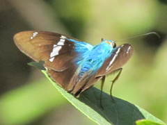 Astraptes fulgerator azul