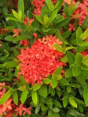 Ixora coccinea