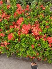 Ixora coccinea