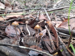 Psilocybe alutacea