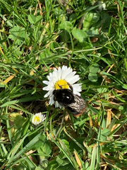 Bombus lapidarius