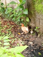 Gallus gallus domesticus