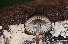 Mycena mulawaestris