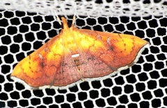 Hyalobathra micralis