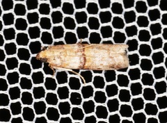 Hypargyria metalliferella