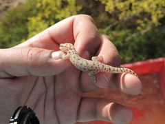 Hemidactylus robustus