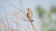 Hypocolius ampelinus