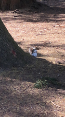 Sciurus carolinensis