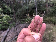 Aristida caput-medusae