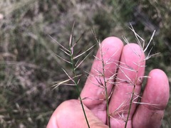 Aristida caput-medusae