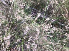 Aristida caput-medusae