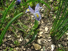 Iris pseudocaucasica