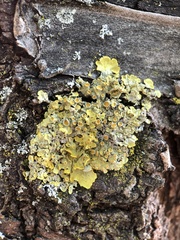 Xanthoria parietina