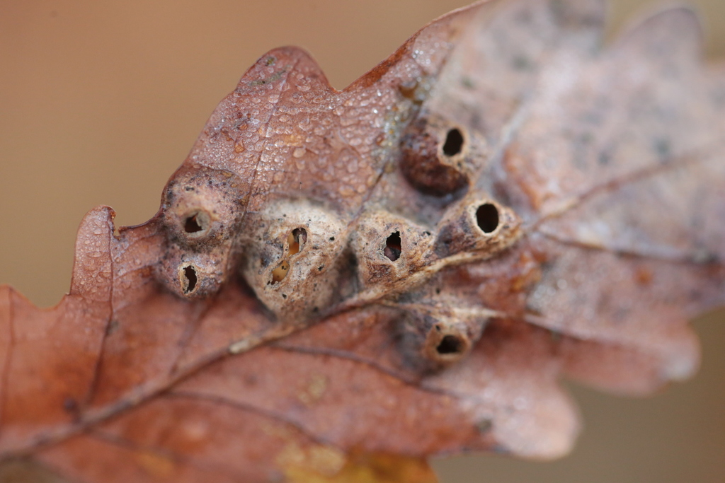 Oak Curved-leaf Gall Wasp