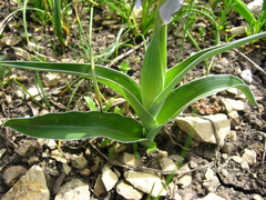 Iris pseudocaucasica