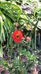 Potentilla thurberi