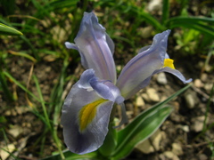 Iris pseudocaucasica