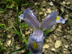 Iris pseudocaucasica
