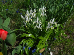 Iris magnifica