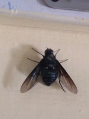 Satyramoeba bipunctata