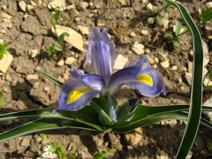 Iris pseudocaucasica