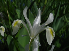 Iris magnifica