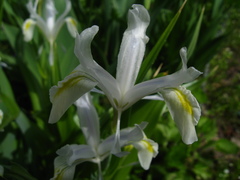 Iris magnifica