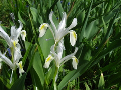 Iris magnifica