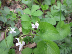 Viola arcuata