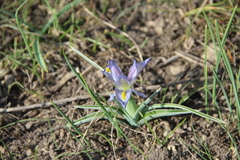 Iris pseudocaucasica