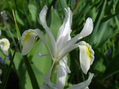 Iris magnifica