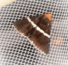 Buzara frontinus