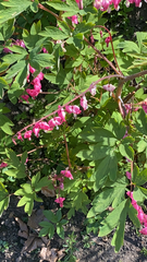 Lamprocapnos spectabilis