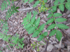 Zanthoxylum schinifolium