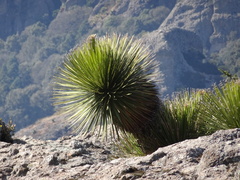 Dasylirion acrotrichum