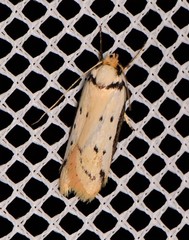 Philobota thiocrossa