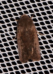 Proteuxoa hypochalchis