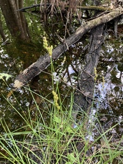 Carex vexans