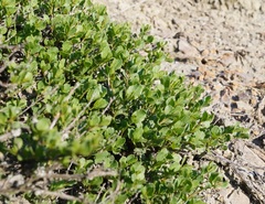 Atraphaxis replicata