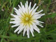 Taraxacum coreanum
